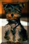 Rocky_1.jpg (20007 Byte)